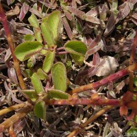 Coleus strobilifer (Roxb.) A.J.Paton